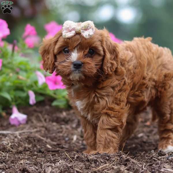 Caramel, Cavapoo Puppy