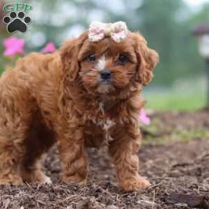 Caramel, Cavapoo Puppy