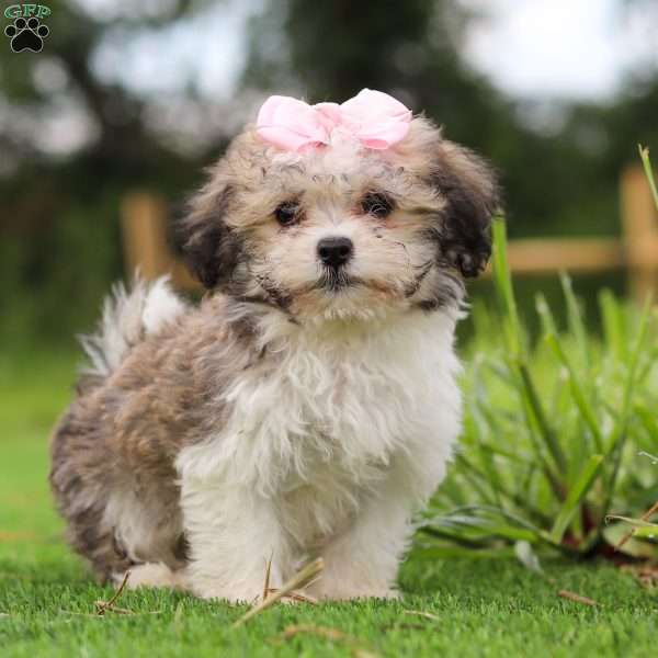 Caramel, Havanese Puppy