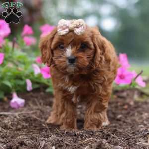 Caramel, Cavapoo Puppy