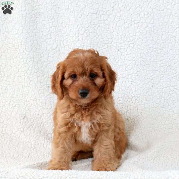 Caramel, Cavapoo Puppy