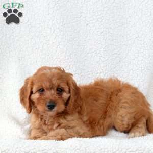 Caramel, Cavapoo Puppy
