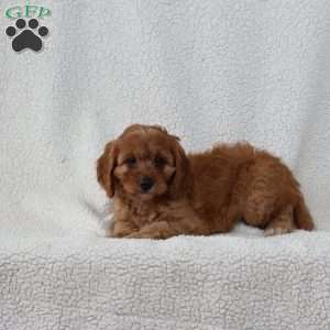Caramel, Cavapoo Puppy
