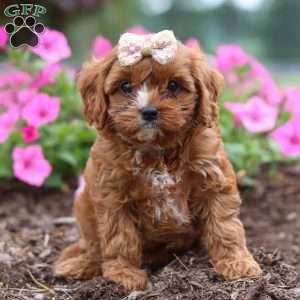 Caramel, Cavapoo Puppy