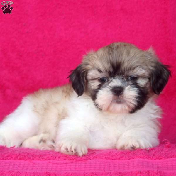 Carl, Shih Tzu Puppy