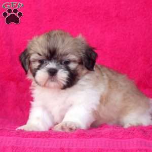 Carl, Shih Tzu Puppy