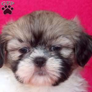 Carl, Shih Tzu Puppy