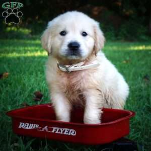 Carl, Golden Retriever Puppy