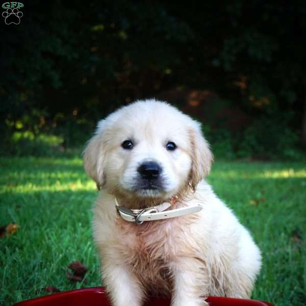 Carl, English Cream Golden Retriever Puppy