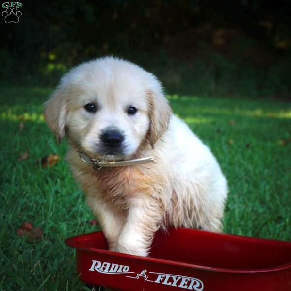 Carl, Golden Retriever Puppy