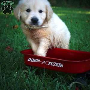 Carl, English Cream Golden Retriever Puppy