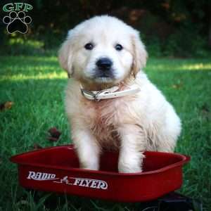 Carl, Golden Retriever Puppy