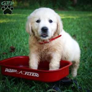 Carla, Golden Retriever Puppy