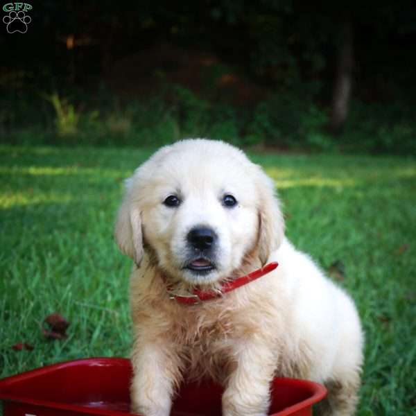 Carla, Golden Retriever Puppy