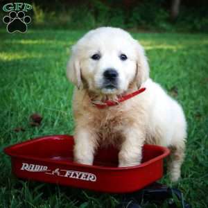 Carla, Golden Retriever Puppy
