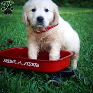 Carla, English Cream Golden Retriever Puppy