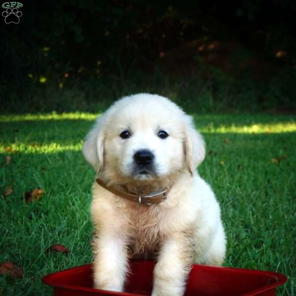 Carlos, Golden Retriever Puppy