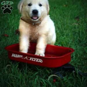 Carlos, Golden Retriever Puppy
