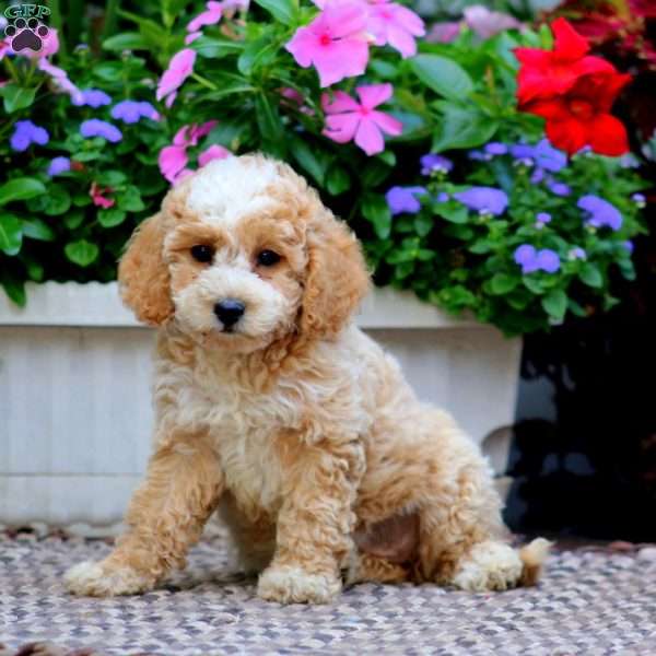 Carly, Cockapoo Puppy