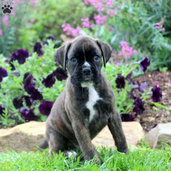 Carmal, Boxer Puppy