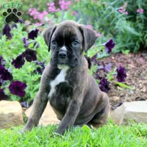 Carmal, Boxer Puppy