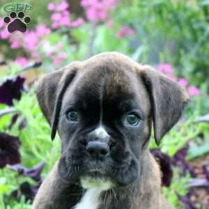 Carmal, Boxer Puppy