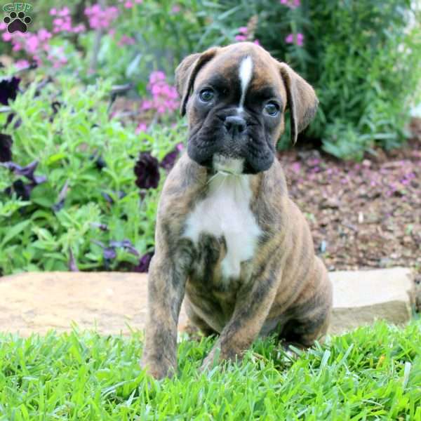 Carol, Boxer Puppy
