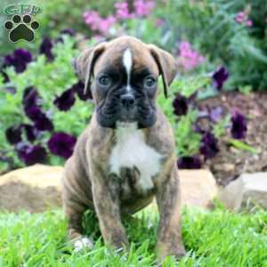 Carol, Boxer Puppy