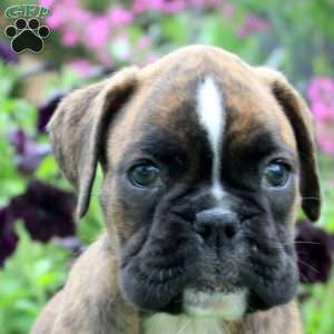Carol, Boxer Puppy