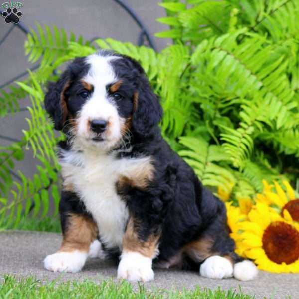 Carol, Bernedoodle Puppy