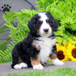 Carol, Bernedoodle Puppy