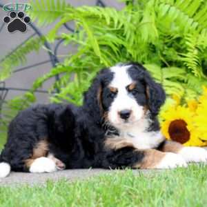 Carol, Bernedoodle Puppy