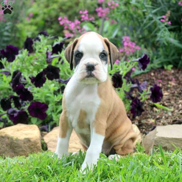 Carrie, Boxer Puppy