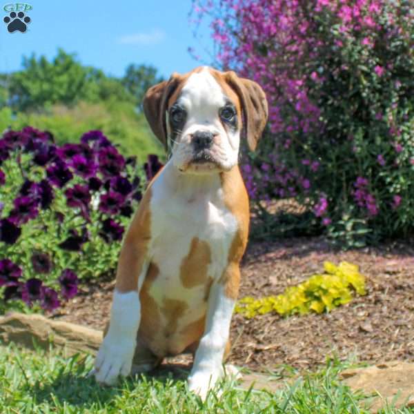 Carrie, Boxer Puppy