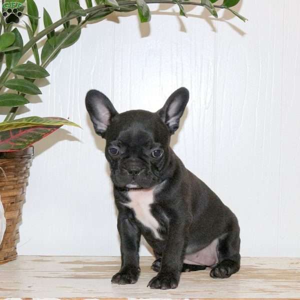 Carrie, Frenchton Puppy