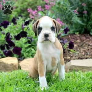 Carrie, Boxer Puppy