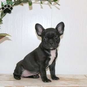 Carrie, Frenchton Puppy