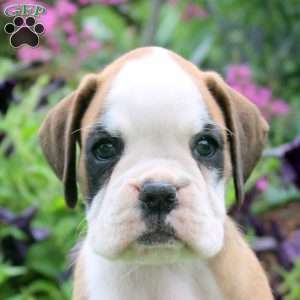 Carrie, Boxer Puppy