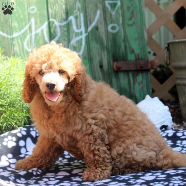 Carrot, Toy Poodle Puppy