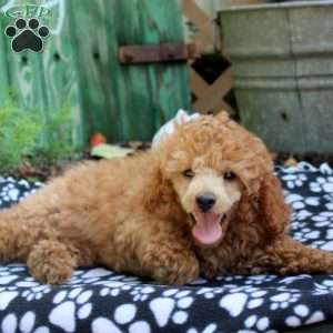 Carrot, Toy Poodle Puppy