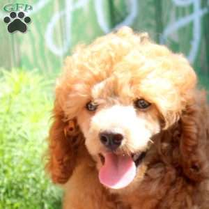 Carrot, Toy Poodle Puppy