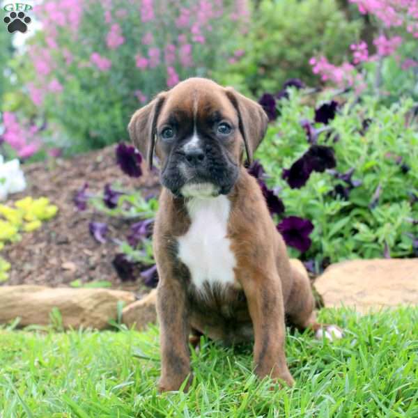 Carson, Boxer Puppy