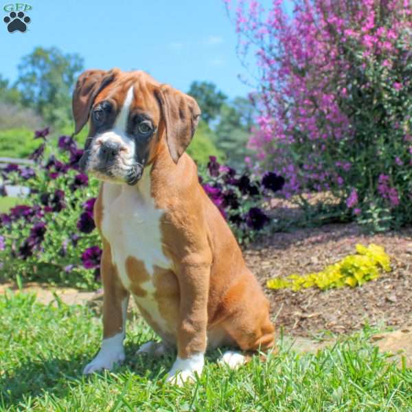 Carson, Boxer Puppy