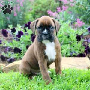 Carson, Boxer Puppy