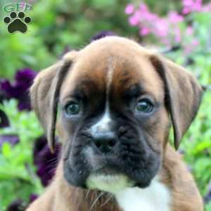Carson, Boxer Puppy