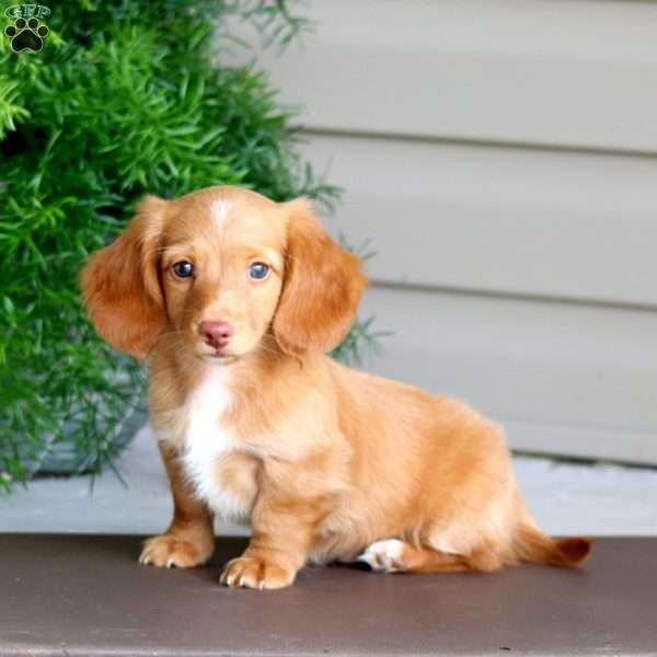 Carson, Dachshund Puppy