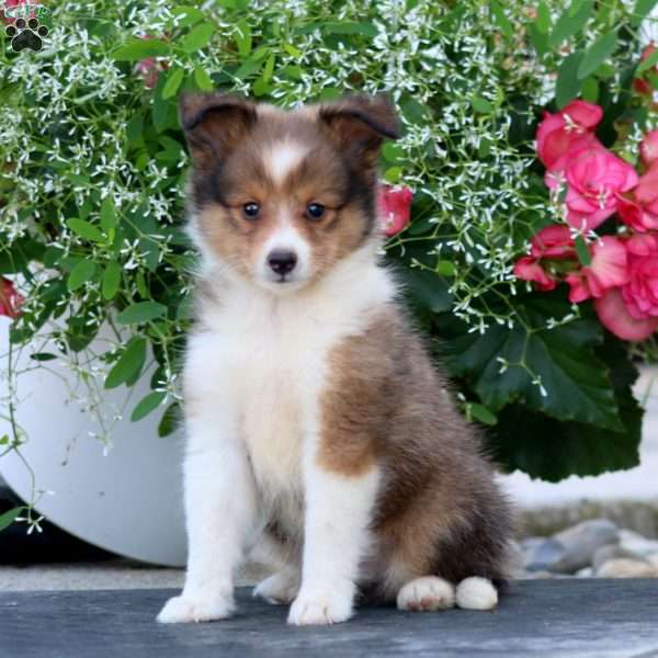 Carson, Sheltie Puppy