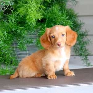 Carson, Dachshund Puppy
