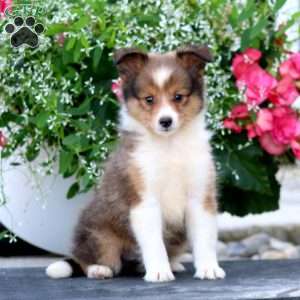 Carson, Sheltie Puppy
