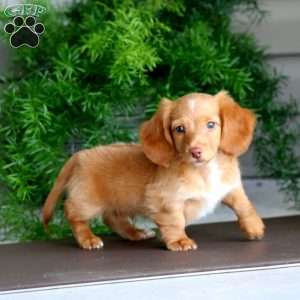 Carson, Dachshund Puppy